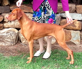 Suzu vizslas hot sale